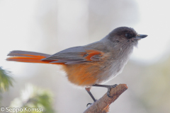 Kuukkeli, Kirintövaara, Posio