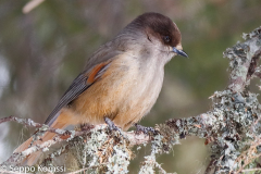 Kuukkeli_Kuusamo_Konttainen