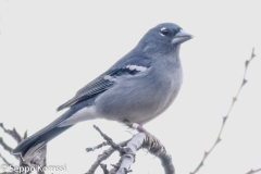 Kanarianpeippo, Gran Canaria.