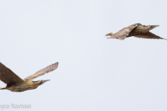 Kaulushaikara, Kangasala