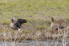 Kiljuhanhi, Hameenkyro.