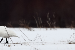 Laulujoutsen, Hämeenlinna, Alvettula.