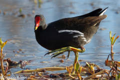 Liejukana, Gran Canaria.