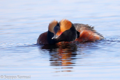 Mustakurkku-uikku, Kangasala