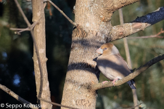 Nokkavarpunen, Tampere.