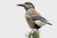 Pähkinahakki, Kangasala.