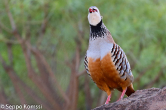 Punapyy, Gran_Canaria