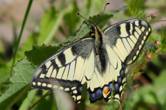 Ritariperhonen, Kangasala.