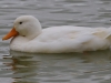 Sinisorsa albiino, Lagoa das Furnas, Sao Miguel, Azorit.