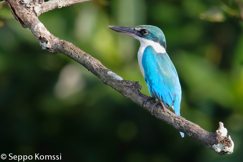 Turkoosikalastaja, Sungei Buloh Wetland Reserve, Singapore