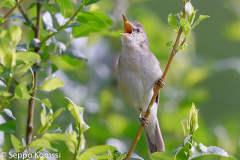 Viitakerttunen, Kangasala