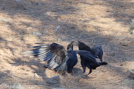 Corvus corax, korppi, Common Raven. Las Lajas, from Tenerife.