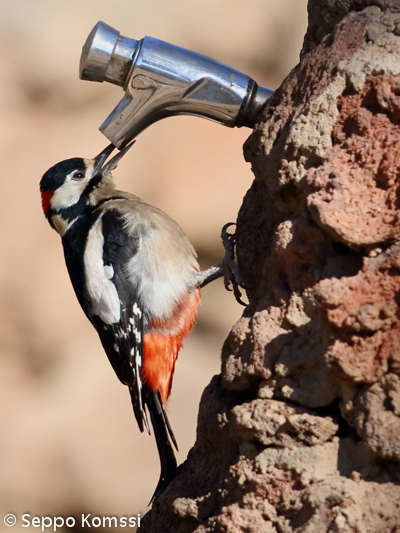 Dendrocopos major, käpytikka, Great Spotted Woodpecker. Las Lajas, from Tenerife. 