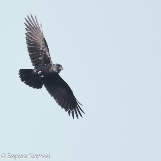 Corvus corax, korppi, Common Raven.  La Gomera.