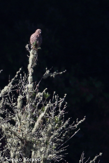 Falco tinnunculus, tuulihaukka, Common Kestrel Canariensis. Ei Cedro, La Gomera.