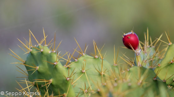 cactus in Punta del Teno.
