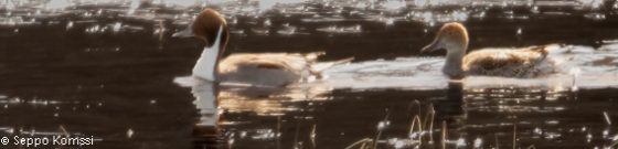 Jouhisorsa PehkijÃ¤rvi Kangasala. Northern Pintail, Anas acuta.